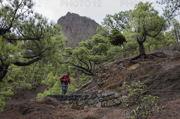 Canary Island pine (Pinus canariensis) Parque Nacional de la Caldera de Taburiente