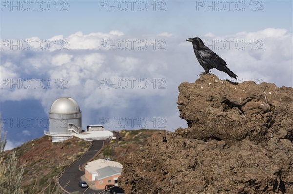 Common raven (Corvus corax) Northern Raven