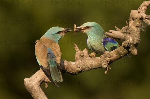 European roller (Coracias garrulus)