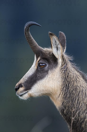 Chamois (Rupicapra rupicapra)