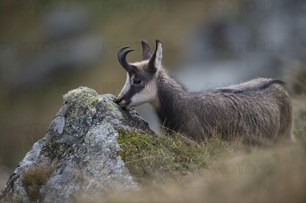 Chamois (Rupicapra rupicapra)