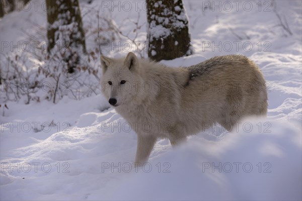 Arctic wolf (Canis lupus arctos)