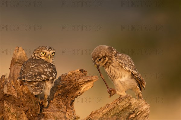 Little owl (Athene noctua)