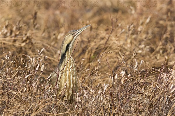 American bittern (Botaurus lentiginosus)