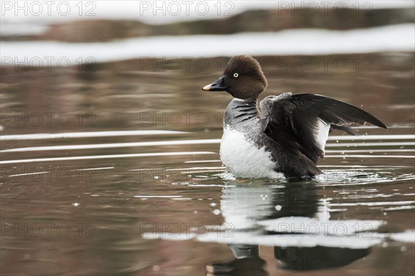 Goldeneye (Bucephala clangula)