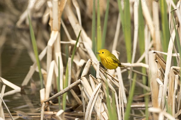 American Yellow Ibis (Setophaga petechia)