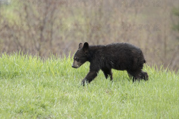 American Black Bear