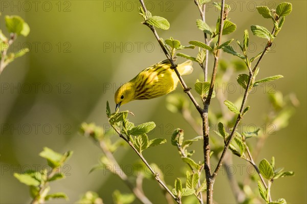 Yellow Warbler