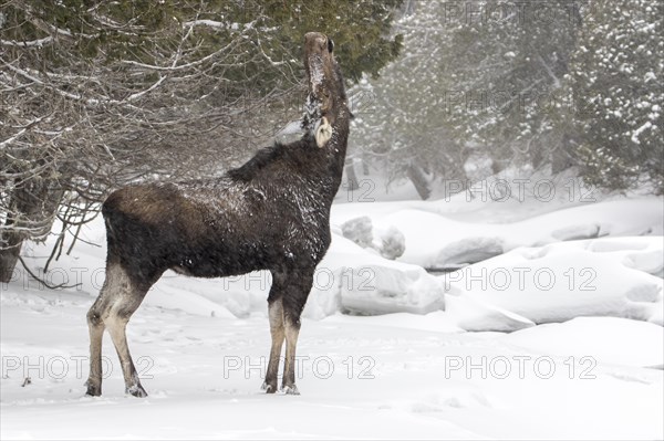 Elk