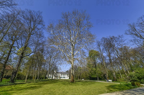 London planetree (Platanus acerifolia) Garden