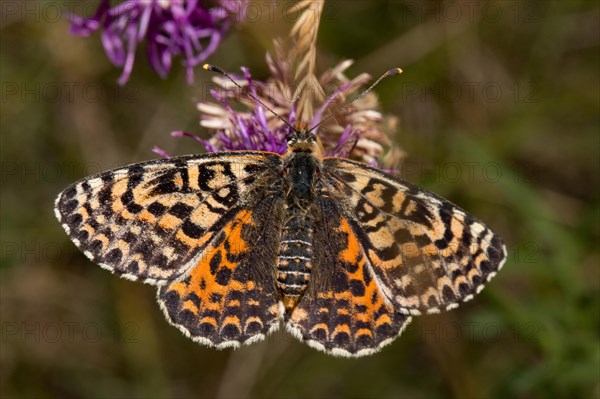 Spotted fritillary (Melitaea didyma)