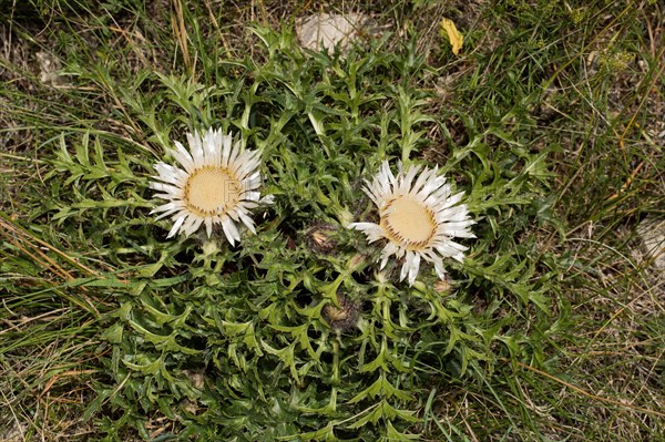 Silver thistle (Carlina acaulis)