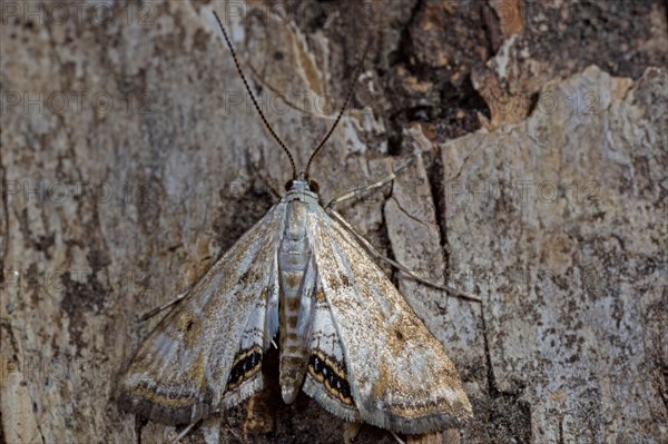 Small (Cataclysta lemnata) china-mark