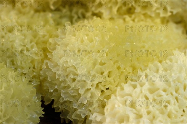 Slime mould (Ceratiomyxa porioides)