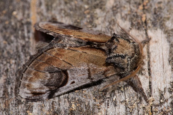 Pebble prominent (Notodonta ziczac)