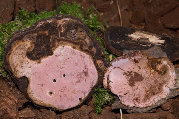 Fungus (Fomitopsis rosea)