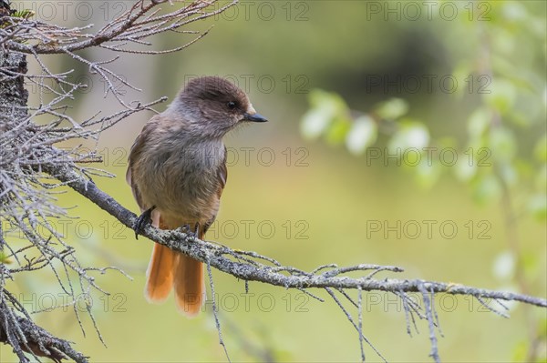 Siberian Jay (Perisoreus Infaustus)