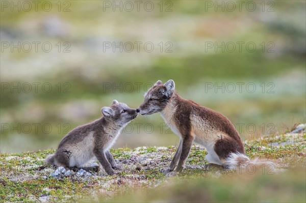 Arctic fox (Vulpes lagopus)