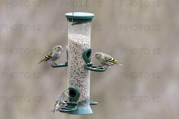 Eurasian siskins (Spinus spinus) female