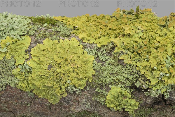 Wall yellow lichen (Xanthoria parietina) (Physia adscendens)
