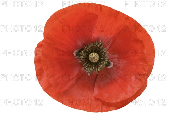 Poppy flowers (Papaver rhoeas) Poppy