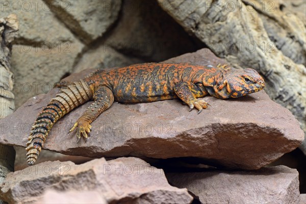 Central Sahara thorn-tail