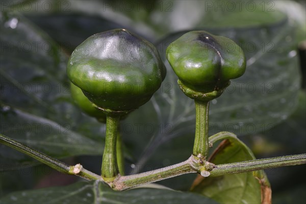 Chili buds (Capsicum chinense) native to South America