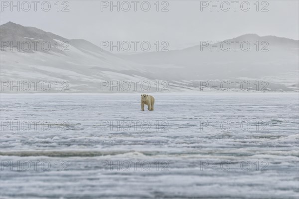 Female polar bear (Ursus maritimus) walking on an ice floe
