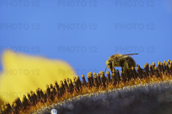 Common Carder-bee (Bombus pascuorum) on sunflower (Helianthus annuus)