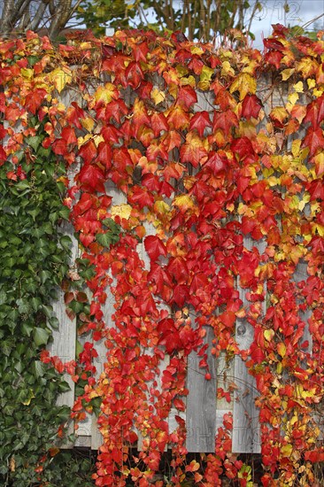 Wild vine (Parthenocissus tricuspidata) and ivy (Hedera helix) at a privacy fence