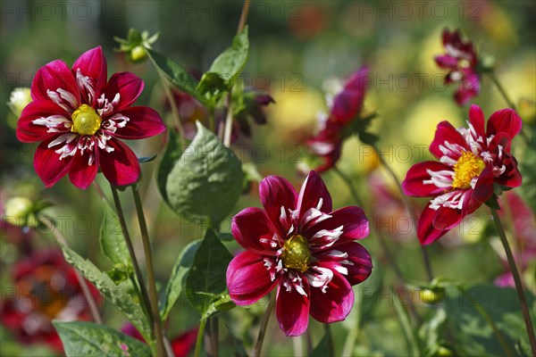 Cactus dahlia