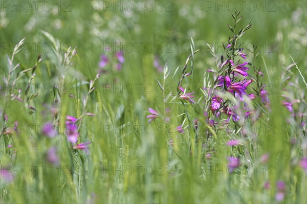 Wild gladiolus (Gladiolus illyricus)