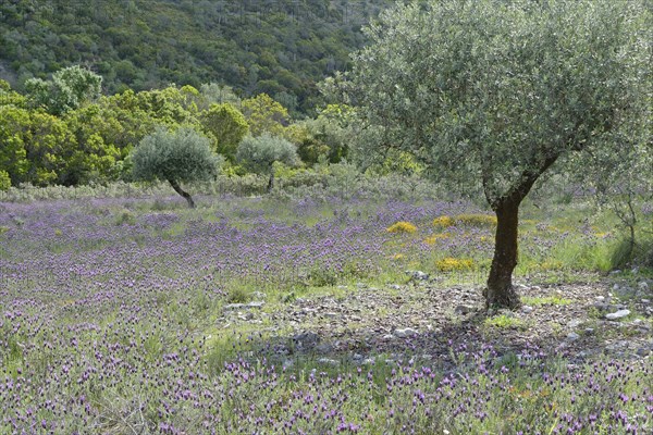 Olive grove (Olea europaea) with lavender (Lavandula stoechas)