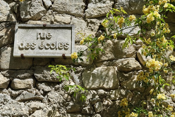 Old house wall with rambling rose (Rosa banksiae)