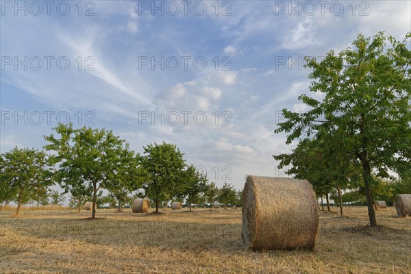 Hay bales in meadow orchard