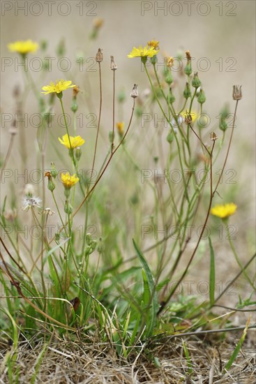 Autumn dandelion (Leontodon autumnalis)