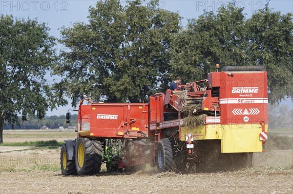 Mechanical potato harvest