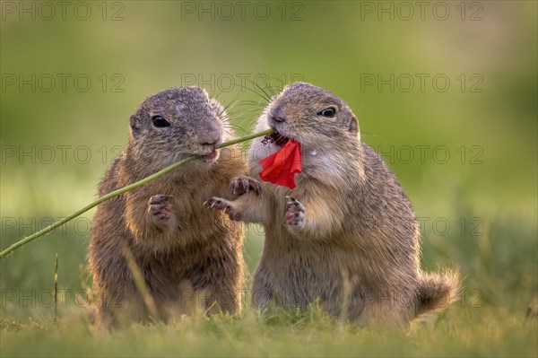 European ground squirrel (Spermophilus citellus) feeding on poppy flowers