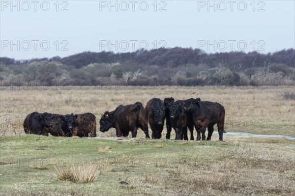 Galloway cattle