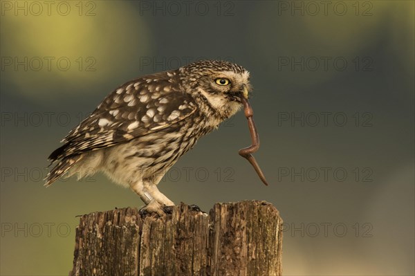 Little owl (Athene noctua)