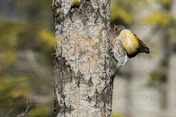 Northern flicker at nest entrance (Colaptes auratus)