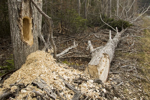 Dead tree