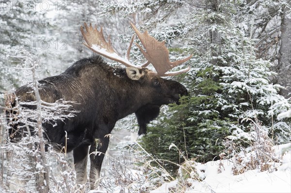 Dominant elk bull that feeds on balsam fir in late autumn