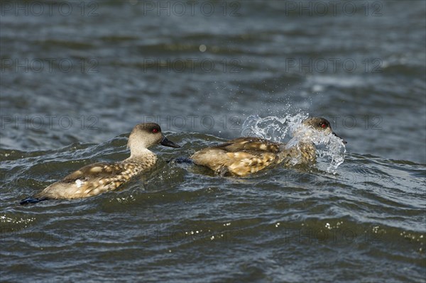 Pebble Island (Lophonetta specularioides specularioides)