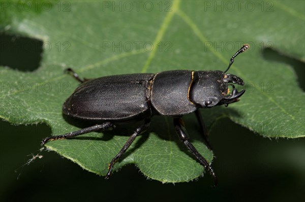 Lesser stag beetle (Dorcus parallelipipedus)