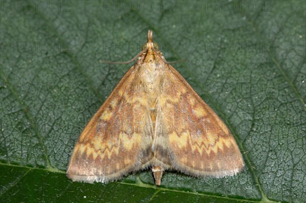 European corn borer (Ostrinia nubilalis)