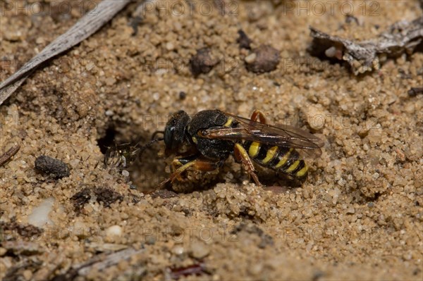 Oxybelus argentatus (Oxybelus argentatus)