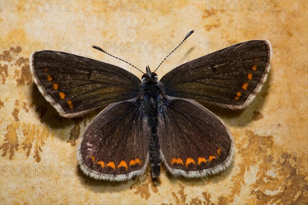 Brown argus (Aricia agestis)