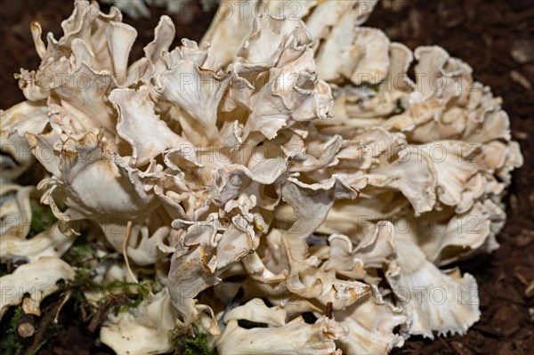 Broad-leaved mother hen (Sparassis brevipes)