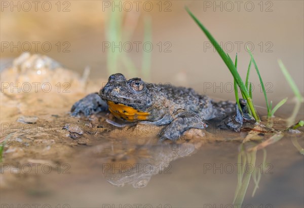 Yellow-bellied toad (Bombina variegata)